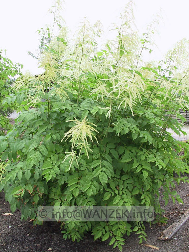 Aruncus dioicus - Sol.jpg